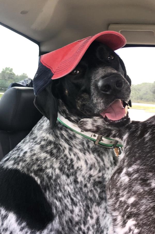 /Images/uploads/Southeast German Shorthaired Pointer Rescue/segspcalendarcontest2018/entries/9001thumb.jpg